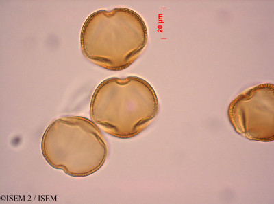 Paeonia mascula subsp. coriacea - lame n° 27545